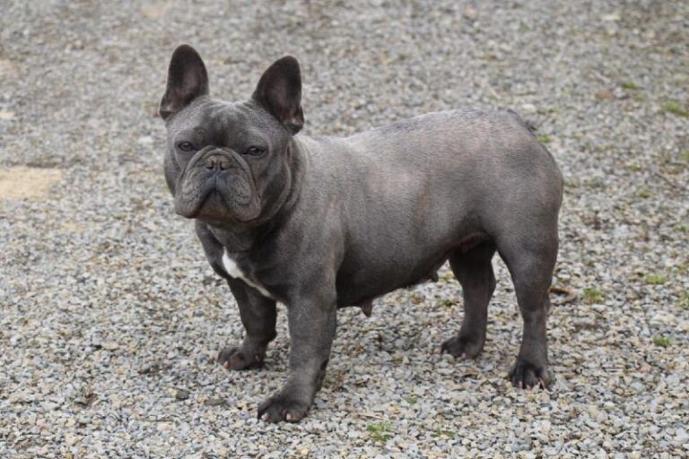 French Bulldog Puppies For Sale - Rippling Brook Puppies