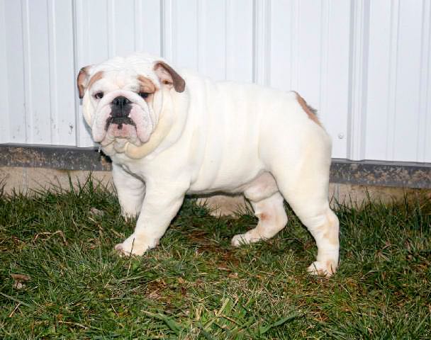 Leo - English Bulldog Sire
